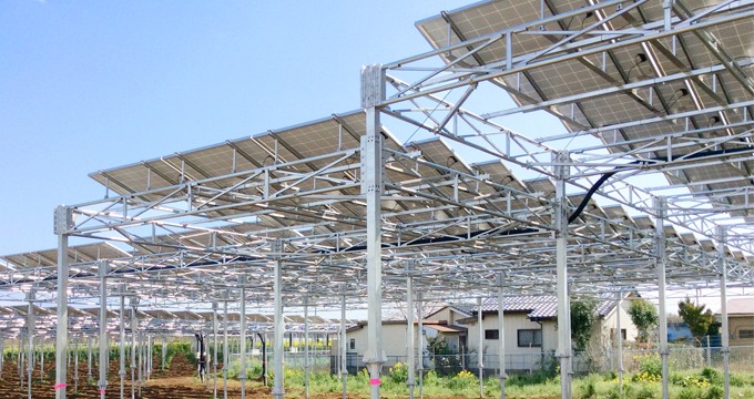 Solar Agricultural mounting systems can increase grape yield by up to 60%